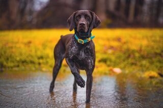 Original photo of Scout