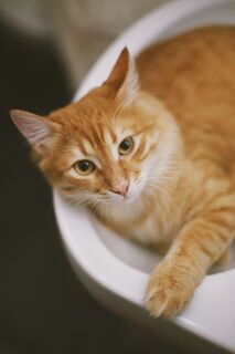 Original photo of Mango