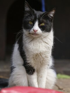 Original photo of Oreo
